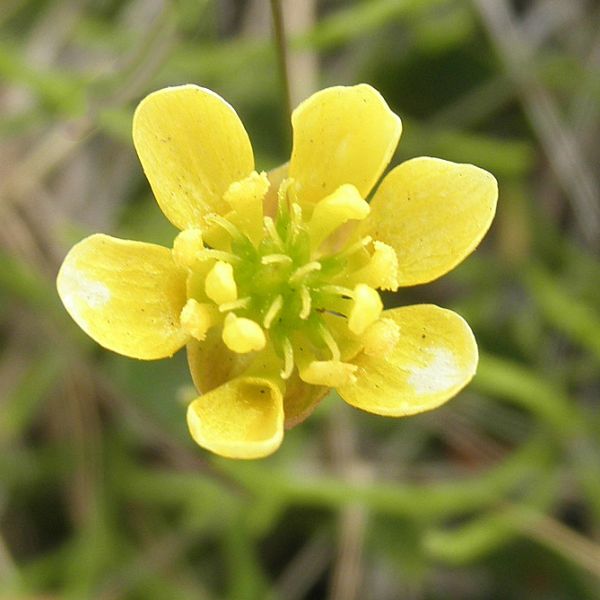 Coptidium lapponicum Svalbard Longyearbyen 2014 1 A.Elven a